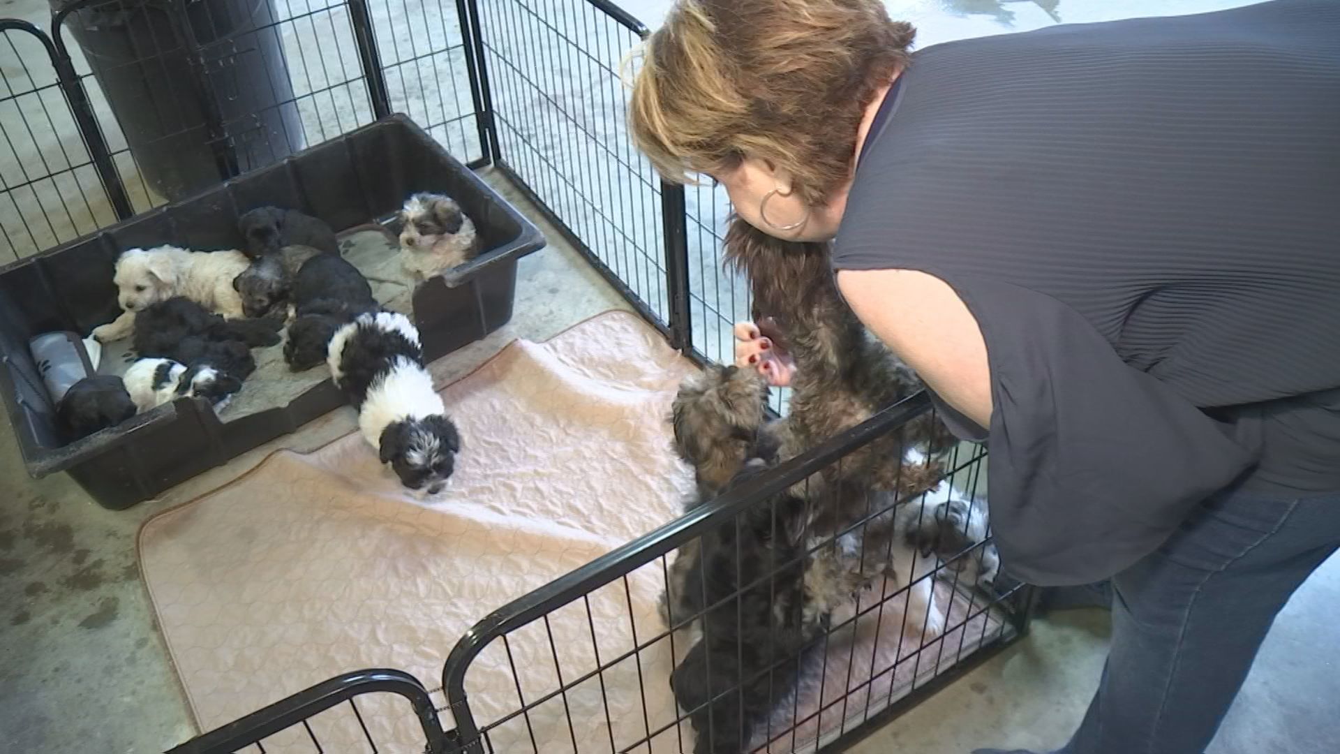 Dogs rescued from fire